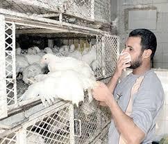 إصابة شخصين بأنفلونزا الطيور في المنيا