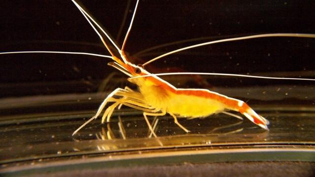 اكتشاف الروبيان “مراقب النجوم” بجنوب أفريقيا