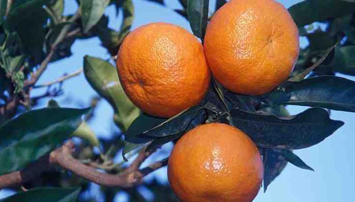 لماذا اليوسفي أكثر فائدة للصحة من الكلمنتينا؟