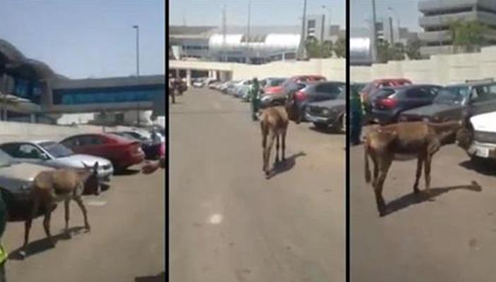 بالفيديو.. رانيا بدوي: تأمين مطار القاهرة ضعيف.. والدليل: “الحمار”