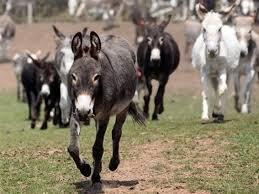 قرار بتصدير جلود “الحمير” للخارج