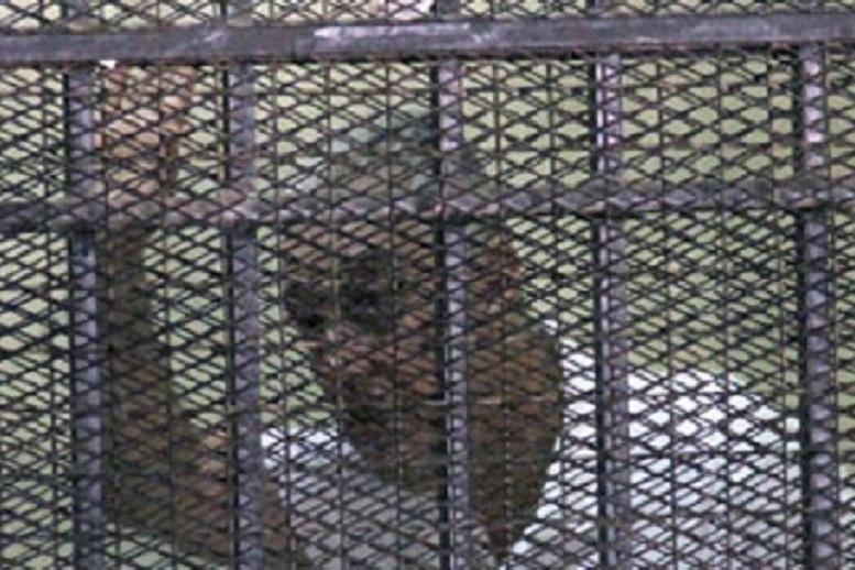 الجنايات تستأنف سماع مرافعة الدفاع بقضية”تصدير الغاز”