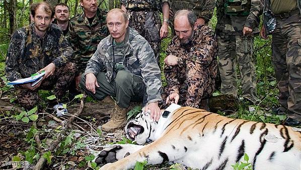 “نمر بوتين” يتخطى الحدود ويلتهم ماعز الصين