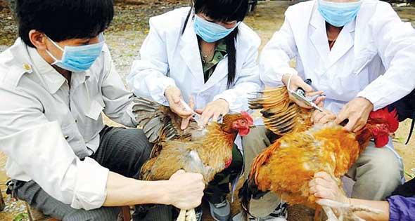 حالة اشتباه جديدة بأنفلونزا الطيور في المنيا