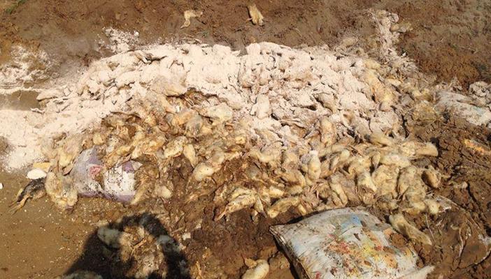 إعدام 30 ألف “بطة” قادمة  من فرنسا بسبب أنفلونزا الطيور