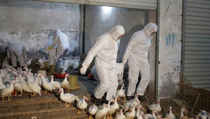 إيقاف استيراد الدواجن من فرنسا بسبب إنفلونزا الطيور