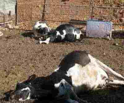 الزراعة: ارتفاع بؤر الإصابة بـ”القلاعية” لـ149 في 20 محافظة