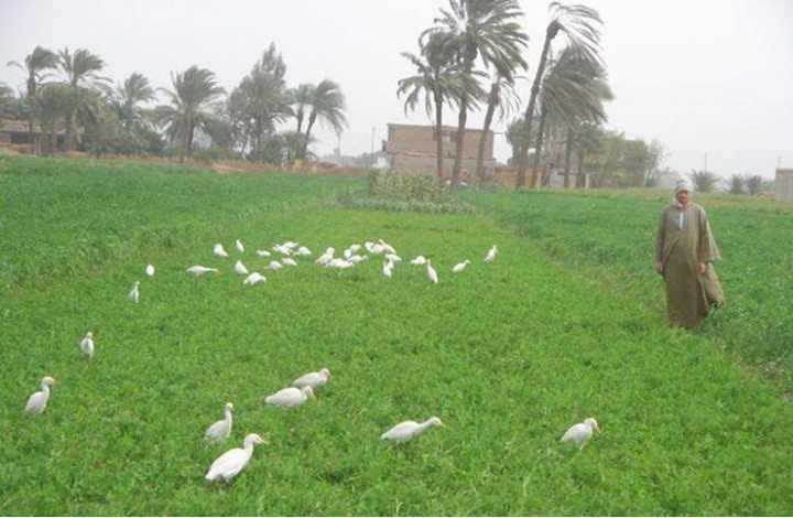 51 مليون فلاح مصري بين مطرقة الديون وأكاذيب الحكومة