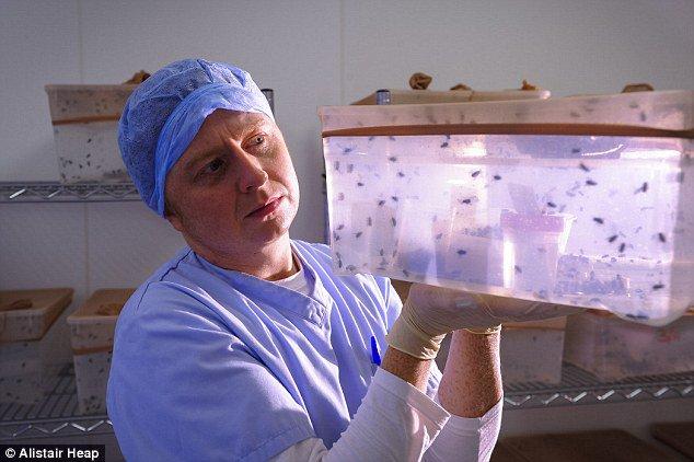 علاج لجروح قدم مرضى السكري بالديدان الطبية يجنبك بترها