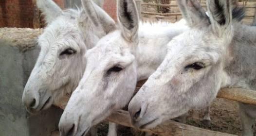 “الزراعة” توافق على تصدير 10 آلاف حمار سنويًا