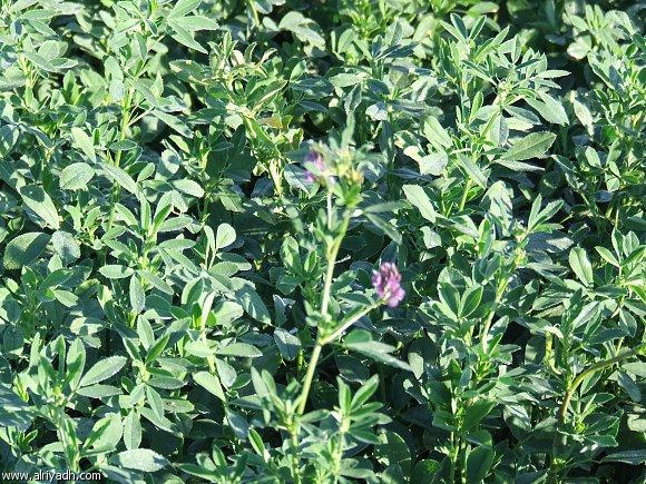 حبس مدرس أجبر التلاميذ على أكل البرسيم بسوهاج