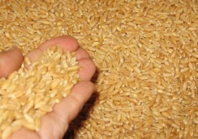 حكومة الانقلاب تستورد 120 ألف طن قمح لسد العجز