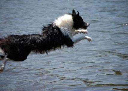 في أمريكا..كلب ينقذ صاحبه الأعمى من الموت