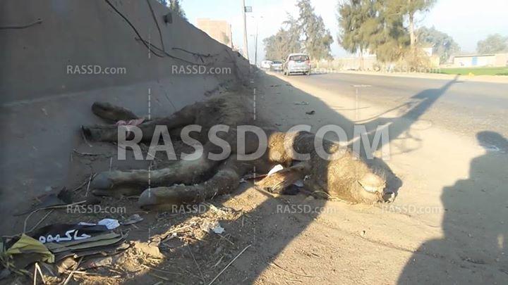 فلاحو المحلة لرصد: طاعون الماعز هيقضي على مواشينا يا حكومة