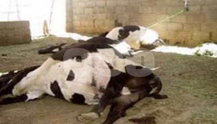 فلاحو المنيا يستغيثون من الحمى القلاعية