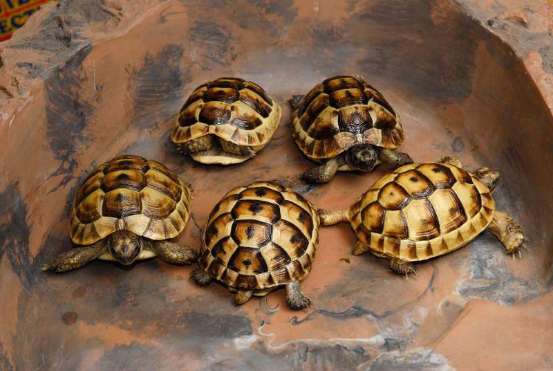 دراسة تحذر من خطورة تربية السلاحف الصغيرة على حياة الأطفال