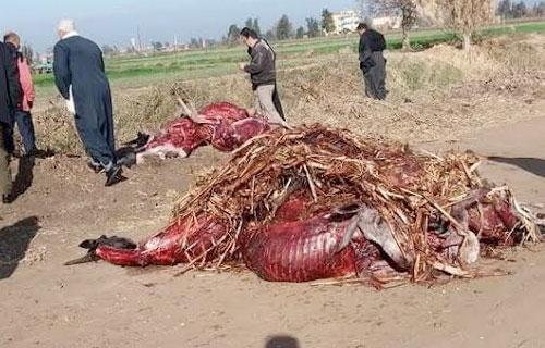 حالة من الذعر في طنطا بعد العثور على حمير مسلوخة