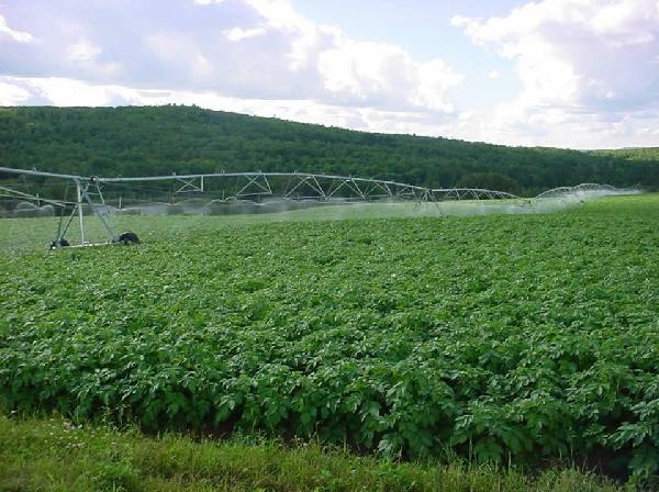 2013.. حكومة قنديل تخطط وحكومة الانقلاب تنفذ