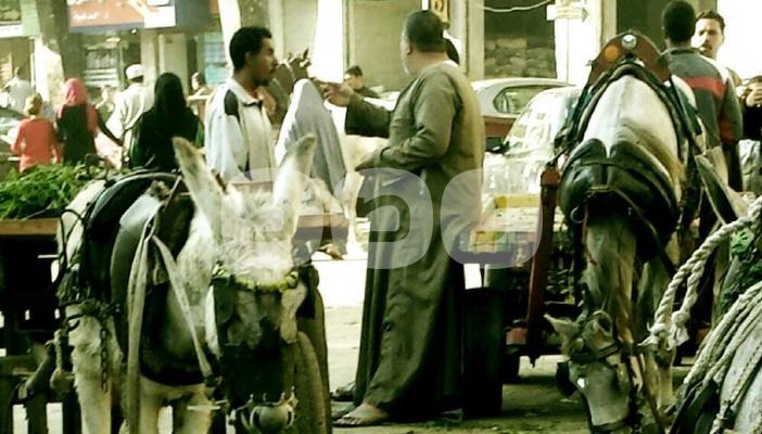 بالصور.. “الكارو” تسبب الإزعاج لأهالي المنيا.. وأصحابها: “نروح فين”